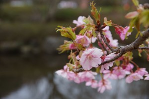 桜アップ